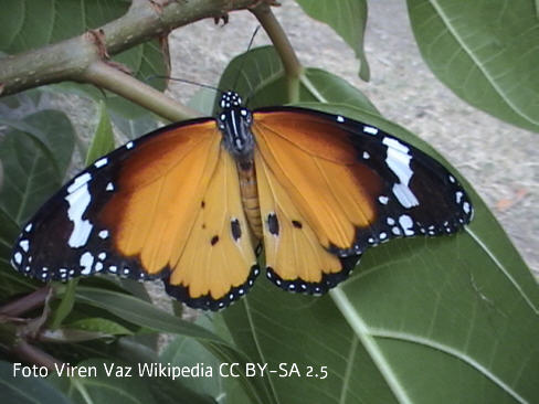 Afrikanischer Monarch