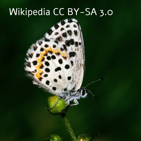 Fetthennenbluling