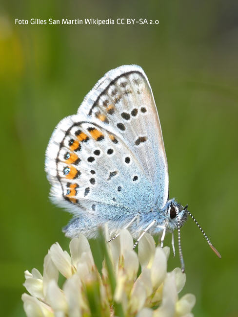 Geikleebluling