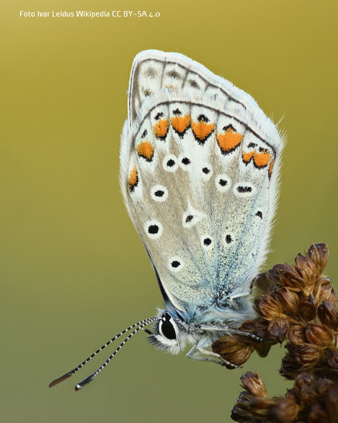 Gemeiner Bluling