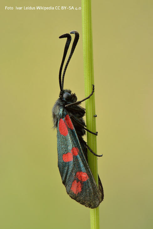 Gemeines Blutstrpfchen