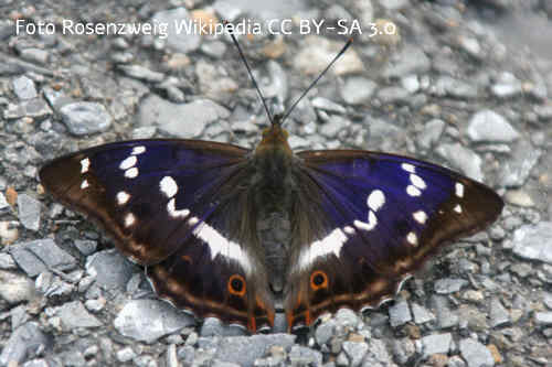 Groer Schillerfalter