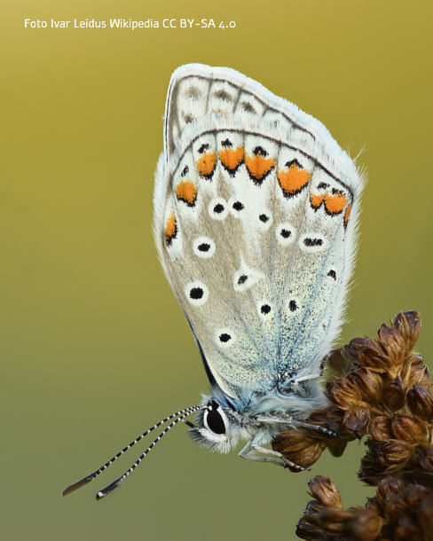 Hauhechelbluling