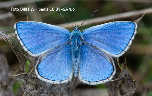 Himmelblauer Blaeuling