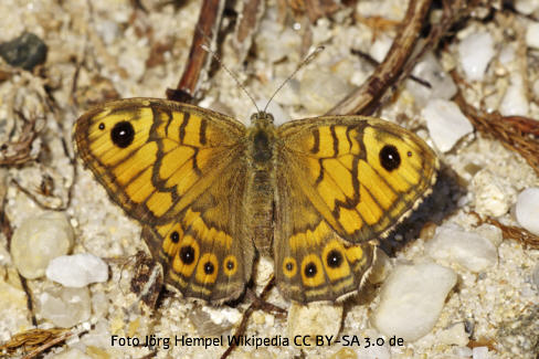 Mauerfuchs