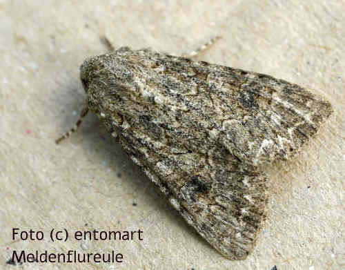 Meldenflureule