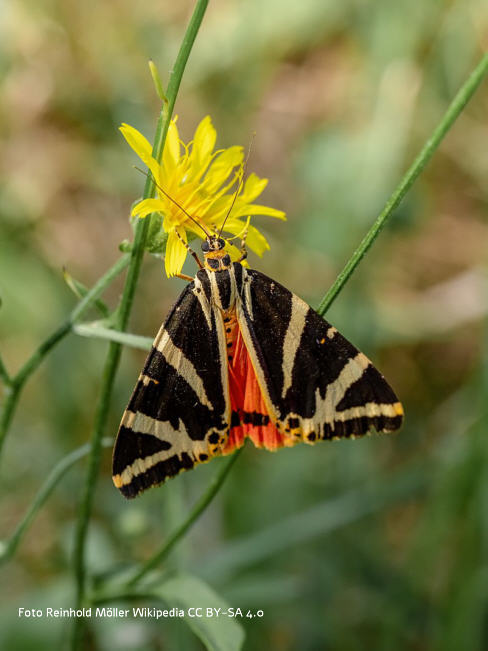 Schmetterlinge Spanische Flagge (Callimorpha quadripunctaria