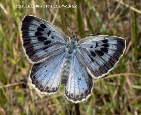 Schwarzgefleckter (Ameisen-) Bluling