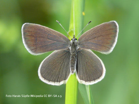 Zwergbluling